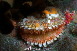 A nice clam, taken just before the closure by Fabrizio Torsani 